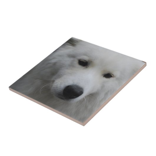 Niedliche Samoyed-Fliese Fliese (Seite)
