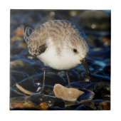 Niedliche Sanderling Dines auf der Leckerbissen Cl Fliese (Vorderseite)