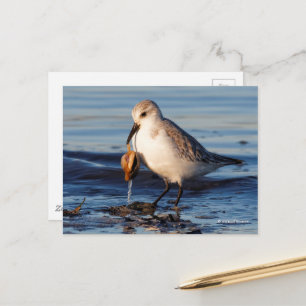 Niedliche Sanderling Sandpiper Dines in Clam am St Postkarte
