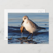 Niedliche Sanderling Sandpiper Dines in Clam am St Postkarte (Vorne/Hinten)