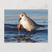 Niedliche Sanderling Sandpiper Dines in Clam am St Postkarte (Vorderseite)