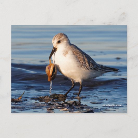 Niedliche Sanderling Sandpiper Dines in Clam am St Postkarte (Vorderseite)