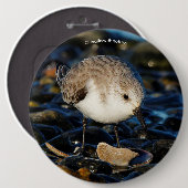Niedliche Sanderling Sandpiper Shorebird Dines on  Button (Vorne & Hinten)