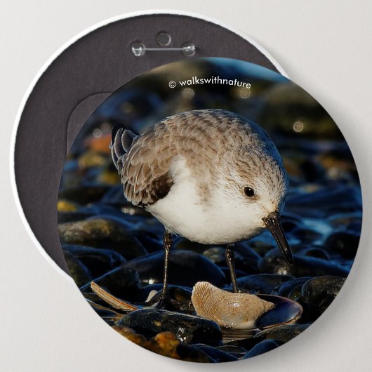 Niedliche Sanderling Sandpiper Shorebird Dines on Button (Vorne & Hinten)