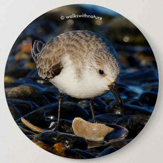 Niedliche Sanderling Sandpiper Shorebird Dines on Button (Vorderseite)