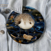 Niedliche Sanderling Sandpiper Shorebird Dines on Button (Beispiel)