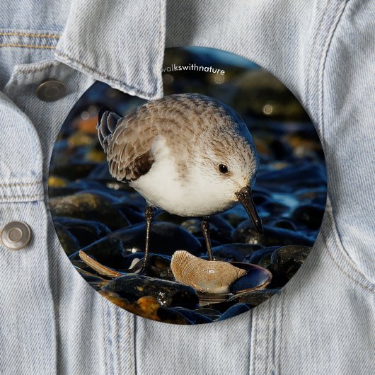 Niedliche Sanderling Sandpiper Shorebird Dines on  Button (Beispiel)
