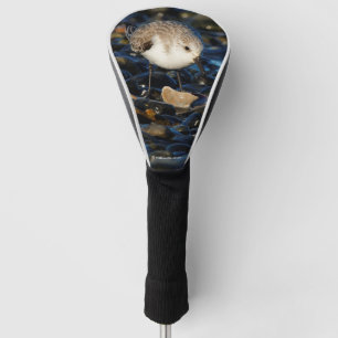 Niedliche Sanderling Sandpiper Shorebird Dines on Golf Headcover