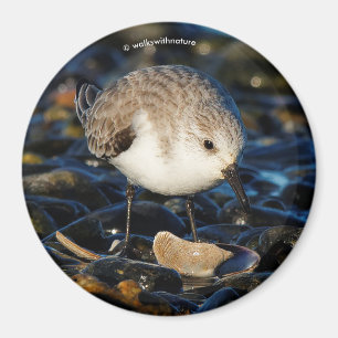 Niedliche Sanderling Sandpiper Shorebird Dines on  Magnet
