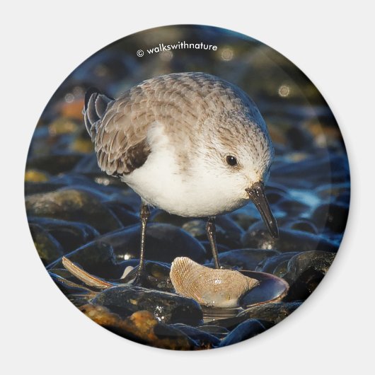 Niedliche Sanderling Sandpiper Shorebird Dines on Magnet (Vorne)