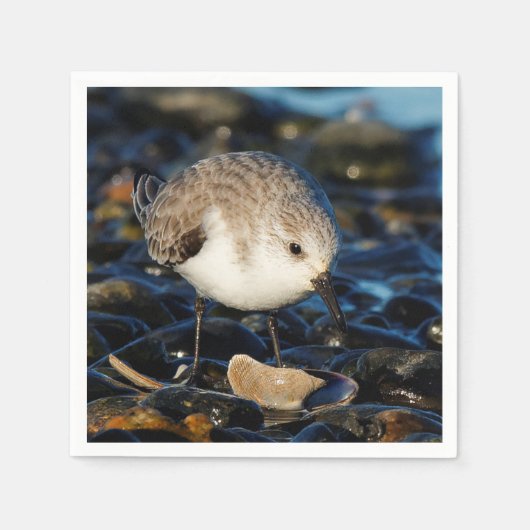 Niedliche Sanderling Sandpiper Shorebird Dines on Serviette (Vorderseite)