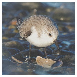 Niedliche Sanderling Sandpiper Shorebird Dines on Stoff