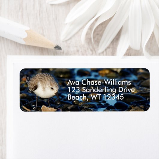 Niedliche Sanderling Shorebird Dines auf Clam am S (Insitu)