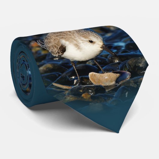 Niedliche Sanderling Shorebird Dines auf Clam am S Krawatte (Gerollt)