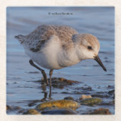 Niedliche Sanderling Shorebird Wanders a Winter Be Glasuntersetzer (Vorderseite)