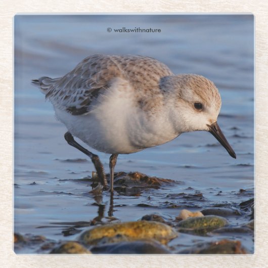Niedliche Sanderling Shorebird Wanders a Winter Be Glasuntersetzer (Vorderseite)