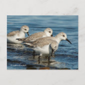 Niedliche Sanderlings Sandpipers am Strand Postkarte (Vorderseite)