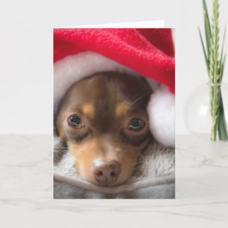 Niedliche SanktChihuahua Feliz Navidad Karte