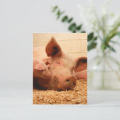 Niedliche Sau mit Ferkeln Postkarte (Stehend Vorderseite)
