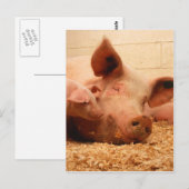 Niedliche Sau mit Ferkeln Postkarte (Vorne/Hinten)