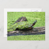 Niedliche Schildkröte mit Grün bedeckt mit Spaß. Postkarte (Vorne/Hinten)