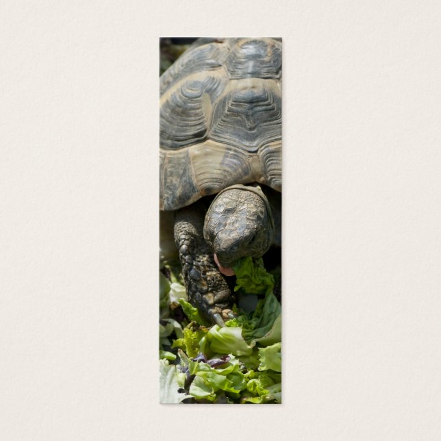 Niedliche Schildkröten (Vorderseite)
