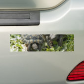Niedliche Schildkröten Autoaufkleber (Auf Auto)