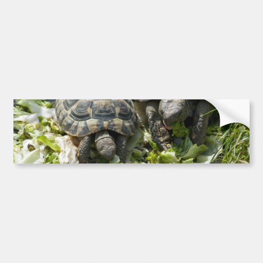 Niedliche Schildkröten Autoaufkleber (Vorne)
