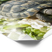 Niedliche Schildkröten Fotodruck (Ecke)