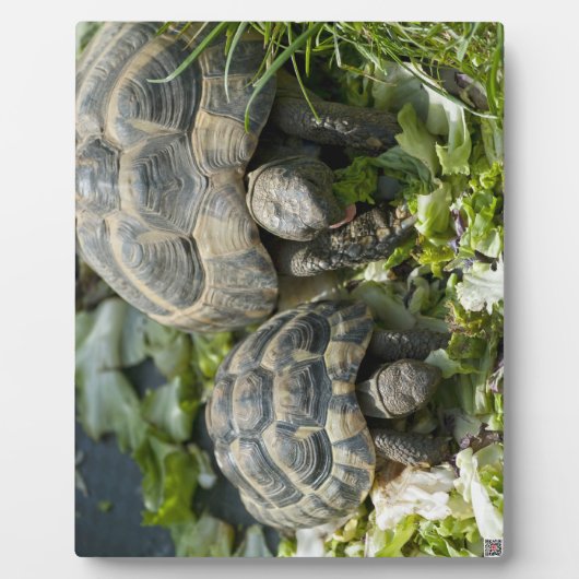 Niedliche Schildkröten Fotoplatte (Vorderseite)