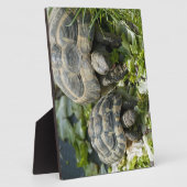 Niedliche Schildkröten Fotoplatte (Seite)