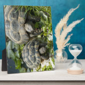 Niedliche Schildkröten Fotoplatte (Seite)