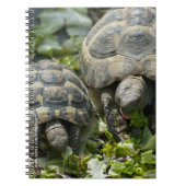 Niedliche Schildkröten Notizblock (Vorderseite)
