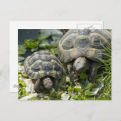 Niedliche Schildkröten Postkarte (Vorne/Hinten)
