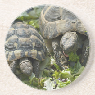 Niedliche Schildkröten Untersetzer