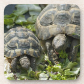 Niedliche Schildkröten Untersetzer (Vorderseite)