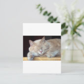 NIEDLICHE SCHLAFKATZE POSTKARTE (Stehend Vorderseite)