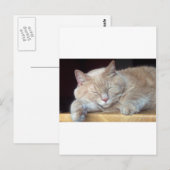 NIEDLICHE SCHLAFKATZE POSTKARTE (Vorne/Hinten)