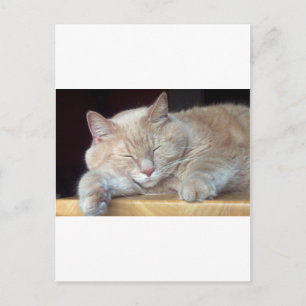 NIEDLICHE SCHLAFKATZE POSTKARTE