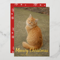 Niedliche Schneeflocken Cat Foto Meowy Weihnachten