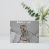 Niedliche Schneekoppel Katzenjacke Postkarte (Stehend Vorderseite)