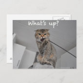 Niedliche Schneekoppel Katzenjacke Postkarte (Vorne/Hinten)