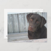 Niedliche Schokolade Labrador Postkarte (Vorne/Hinten)