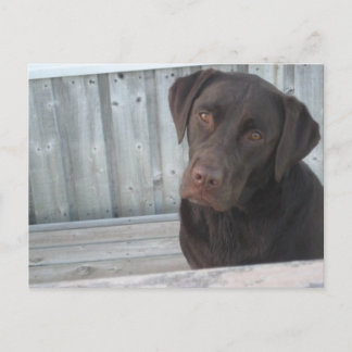 Niedliche Schokolade Labrador Postkarte