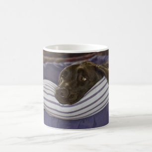 Niedliche Schokolade Labrador Retriever Hund in Be Kaffeetasse