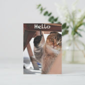 Niedliche schottische Falten-Nudelkatzenkatze "hal Postkarte (Stehend Vorderseite)