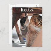 Niedliche schottische Falten-Nudelkatzenkatze "hal Postkarte (Vorne/Hinten)
