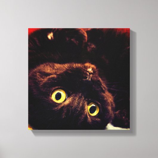 Niedliche schottische Fold Munchkin Cat Leinwanddruck (Vorderseite)