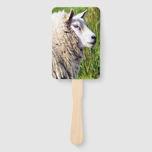 NIEDLICHE SCHUHE FÄCHER (Vorderseite)