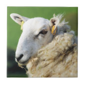 NIEDLICHE SCHUHE FLIESE (Vorderseite)